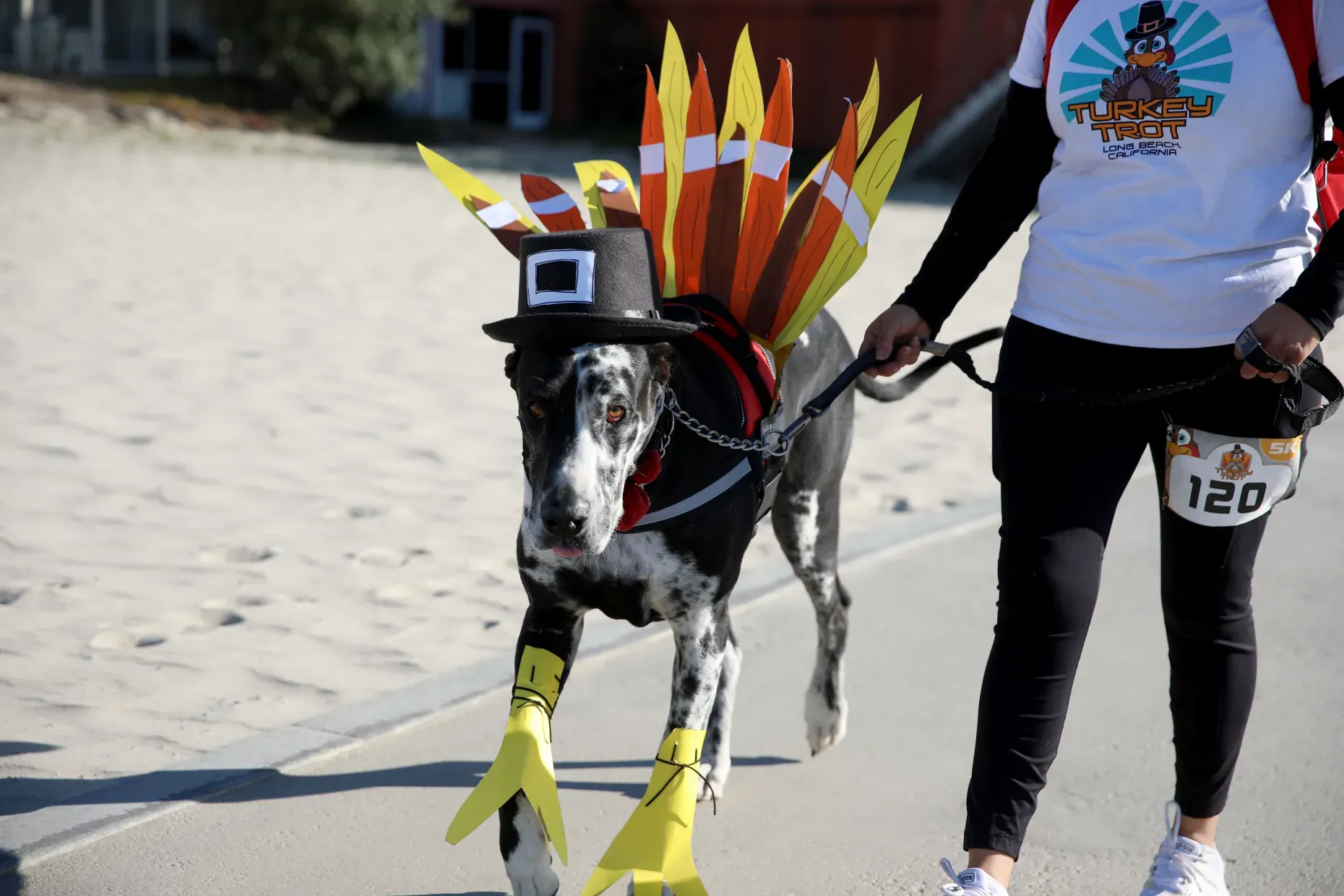Zoomies Turkey Trot!
