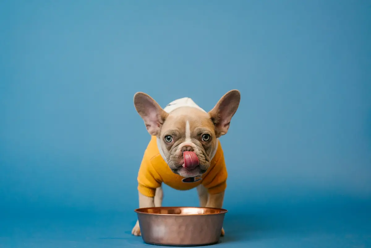 Dog Bowl Set