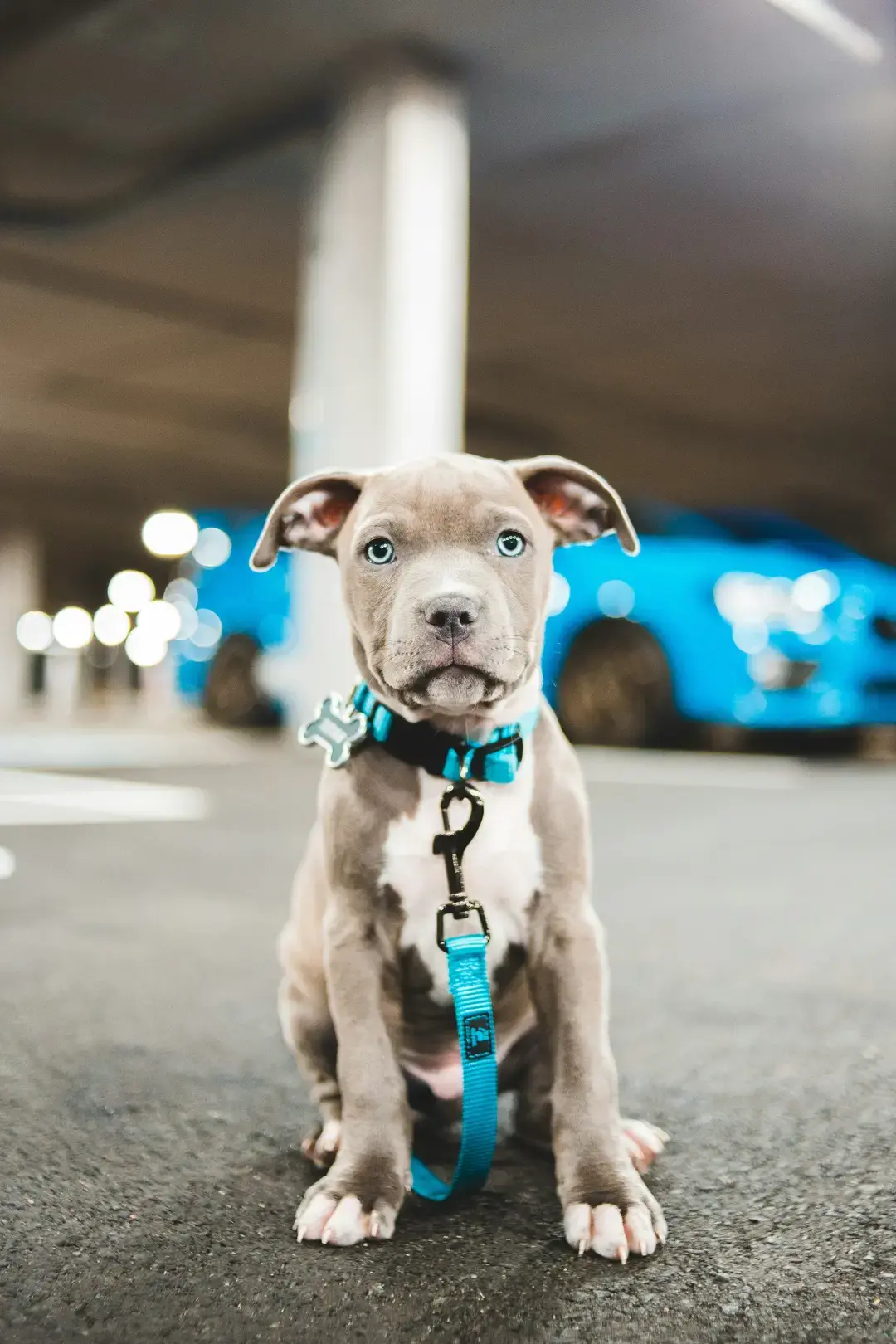 Dog Leash