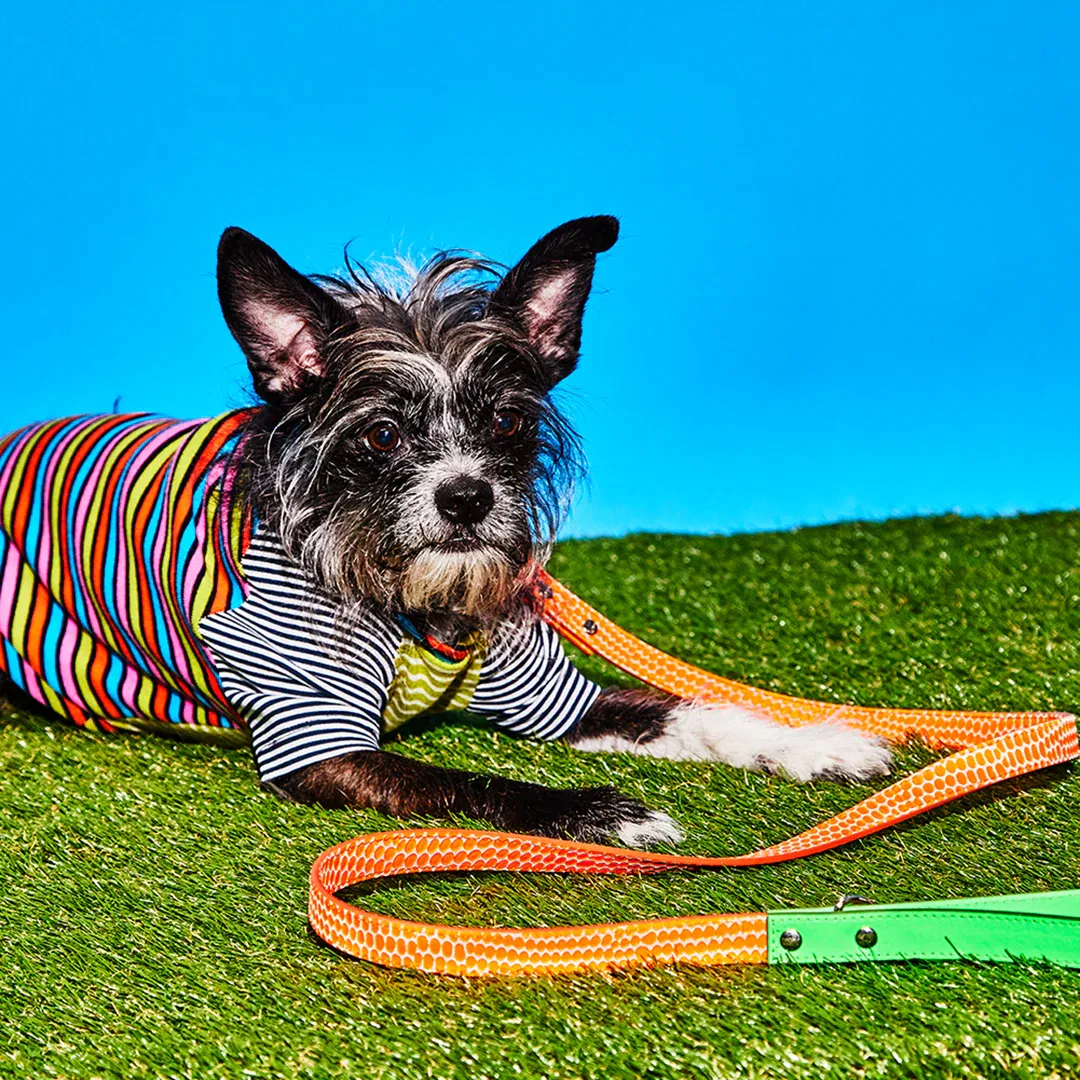 Dog Leash - Photo 4