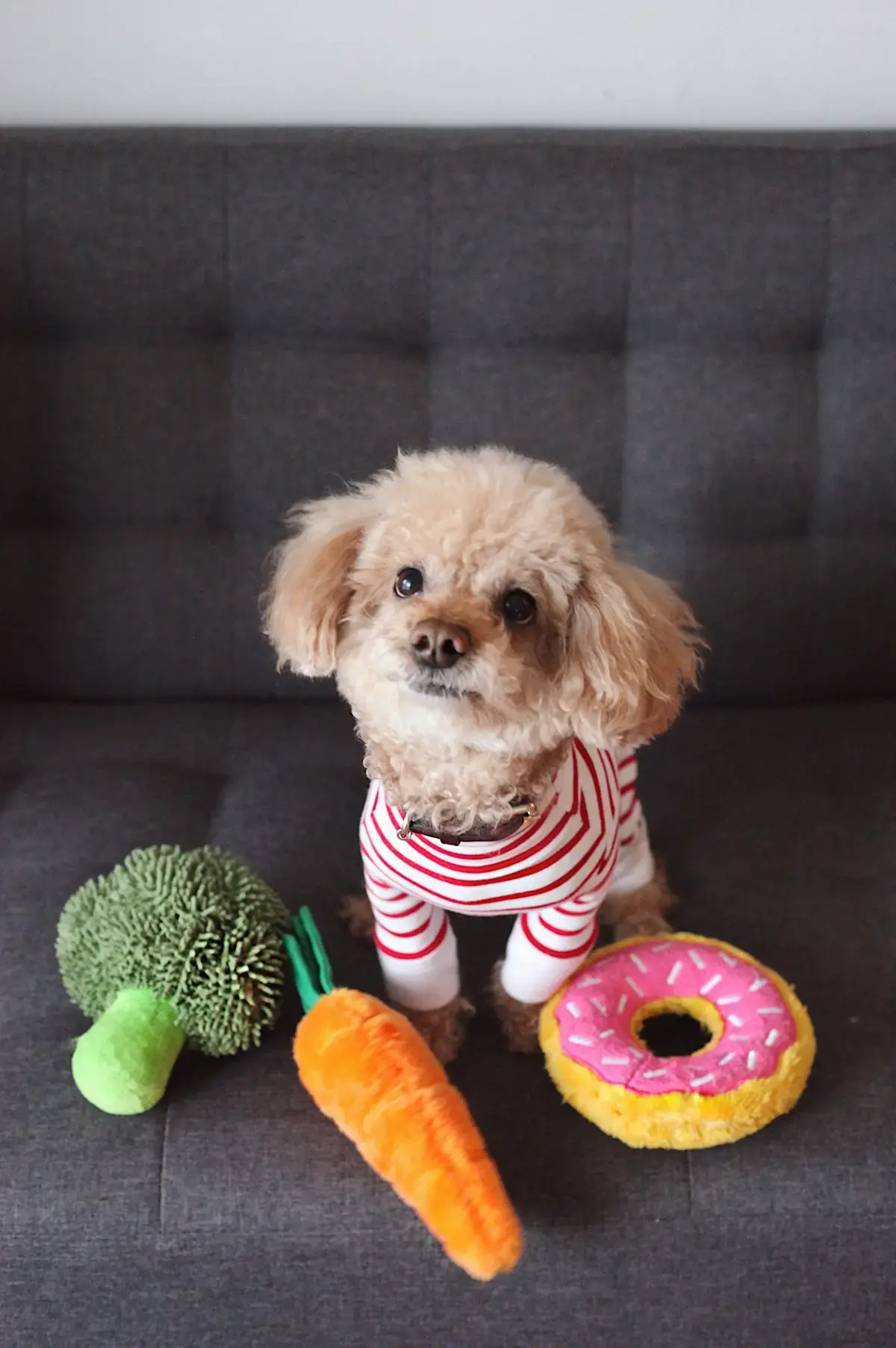 Dog Toy Bundle