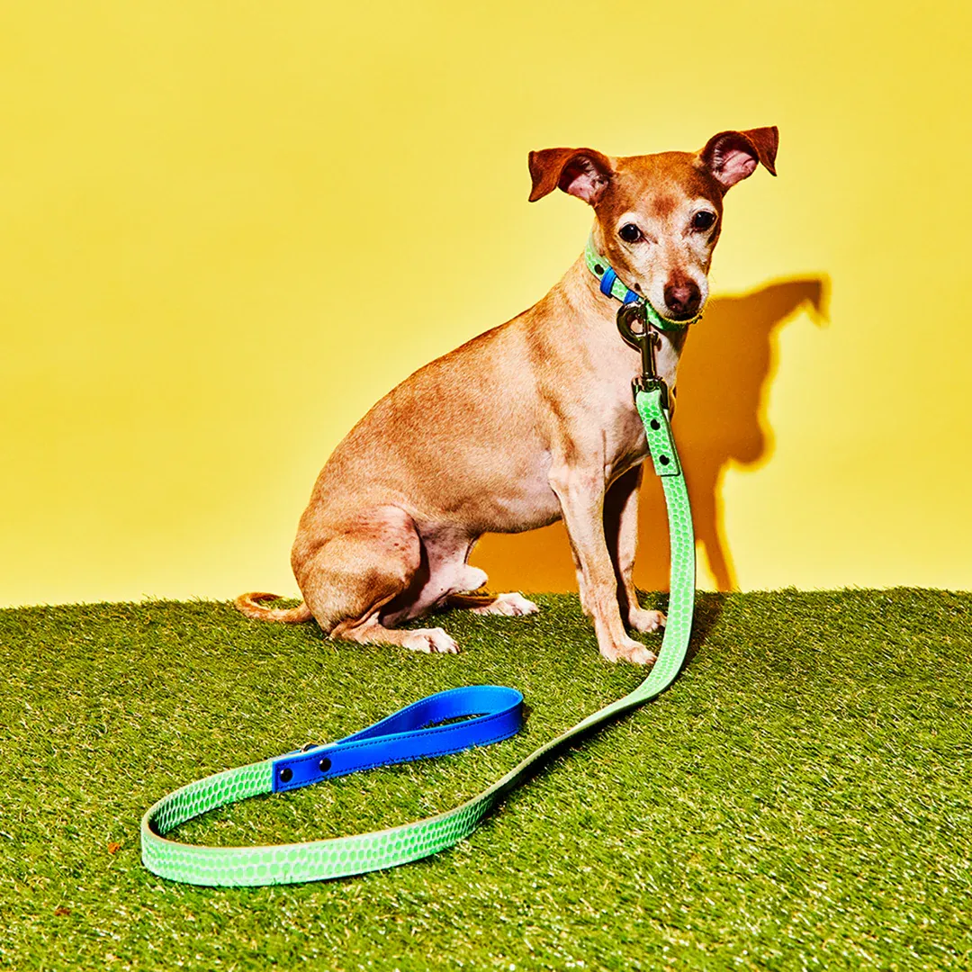 Dog Leash - Photo 3