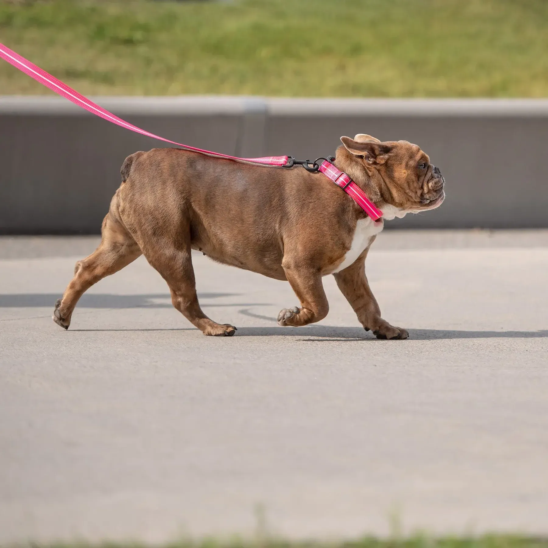 Dog Leash - Photo 5