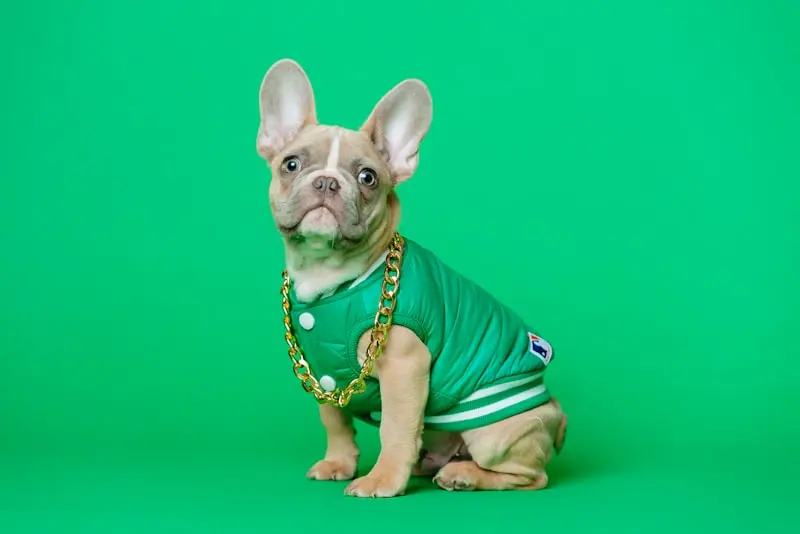 Dog Collar